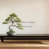 Indoor bonsai tree on a low Japanese style table