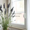 Indoor lavender plant near a window