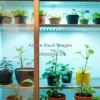 Indoor mini greenhouse cabinet with glass doors