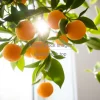 Indoor orange tree with small fruits beside a window