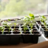 Indoor vegetable seedlings on a windowsill