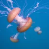 Jellyfish drifting through ocean currents