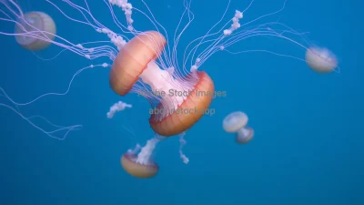 Jellyfish drifting through ocean currents