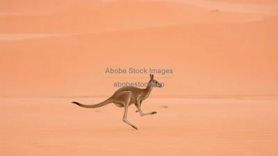 Kangaroo hopping across red desert