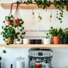 Kitchen corner with trailing pothos above coffee station