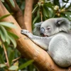 Koala resting in eucalyptus tree