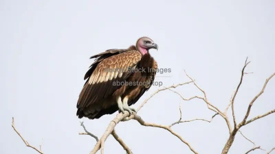 Lappet-faced vulture perched on dry tree