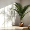 Large indoor palm casting shadows on the wall