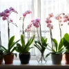 Large orchid collection on windowsill