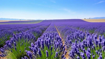 Lavender fields stretching into the horizon