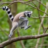Lemur jumping between branches