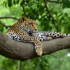 Leopard resting on a tree branch