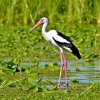 Marabou stork standing in wetlands