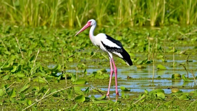 Marabou stork standing in wetlands