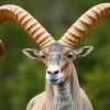 Markhor with spiraled horns standing proudly