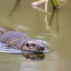 Mink swimming near riverbank