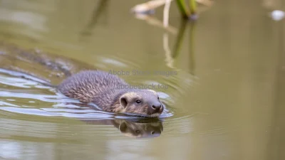 Mink swimming near riverbank