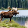 Moose standing near a forest lake