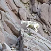 Mountain goat climbing rocky cliffs