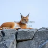 Mountain lynx resting on rocky ledge