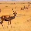 Nilgai standing in dry grasslands