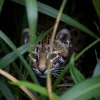 Ocelot hiding among jungle plants