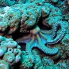 Octopus hidden among coral rocks