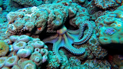 Octopus hidden among coral rocks