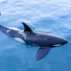 Orca gliding near the surface