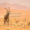 Oryx standing in hot desert