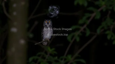 Owl perched in a dark forest