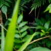 Panther hidden among dense jungle foliage