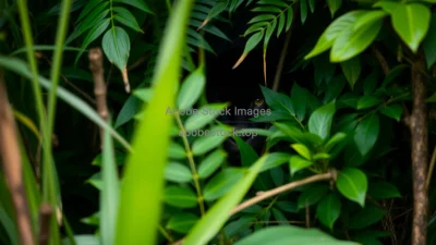 Panther hidden among dense jungle foliage