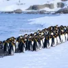 Penguin colony on icy shoreline