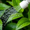 Plant care scene with misting bottle spraying leaves