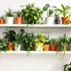 Plant shelfie of various indoor plants arranged aesthetically