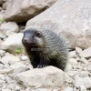 Porcupine standing in rocky area