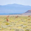 Pronghorn grazing in open steppe