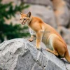 Puma perched on a rocky ledge