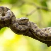 Python coiled on a tree branch