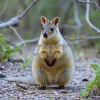 Quokka standing in bushland