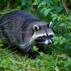 Raccoon dog exploring underbrush