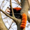 Red panda climbing a tree