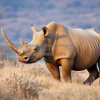 Rhinoceros standing in dry bushland