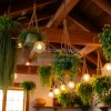 Rustic interior with wooden beams and multiple hanging plants