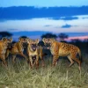Savannah hyenas hunting at dusk