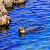 Sea lion swimming near coastal rocks