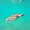 Sea turtle gliding through clear water