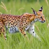 Serval stalking through tall grass