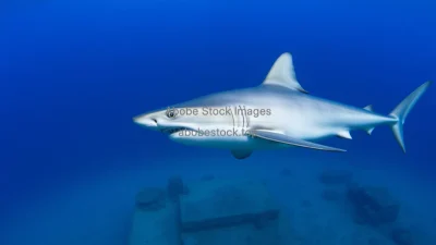 Shark swimming in deep blue water